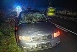 Wypadek na trasie Banie Mazurskie – Węgorzewo. Audi zderzyło się z łosiem. Zwierzę nie przeżyło