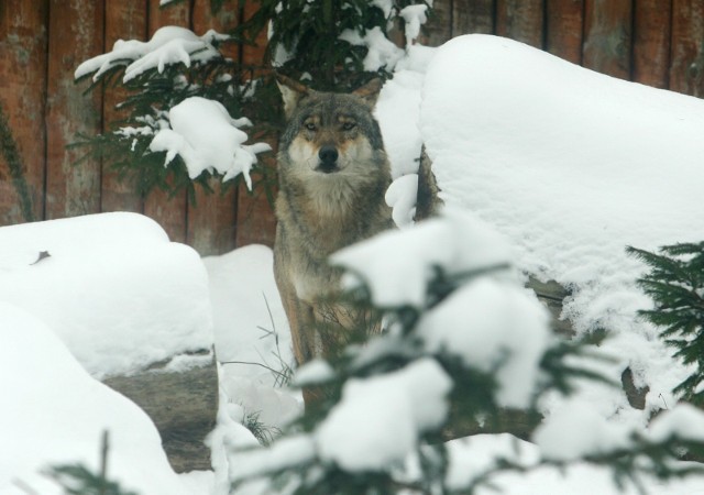 Zdaniem ekologów Fundacji Dziedzictwo Przyrodnicze nie ulega wątpliwości, że zabijanie wilka ma miejsce w Polsce i odbywa się nie tylko za pomocą wnyków, ale również z broni palnej.