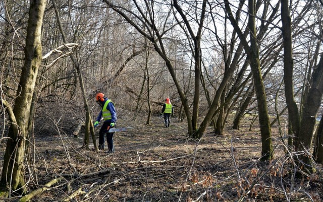 Wycinka drzew to pierwsza faza przebudowy skrzyżowania Sikorskiego - Solidarności - gen. Ducha