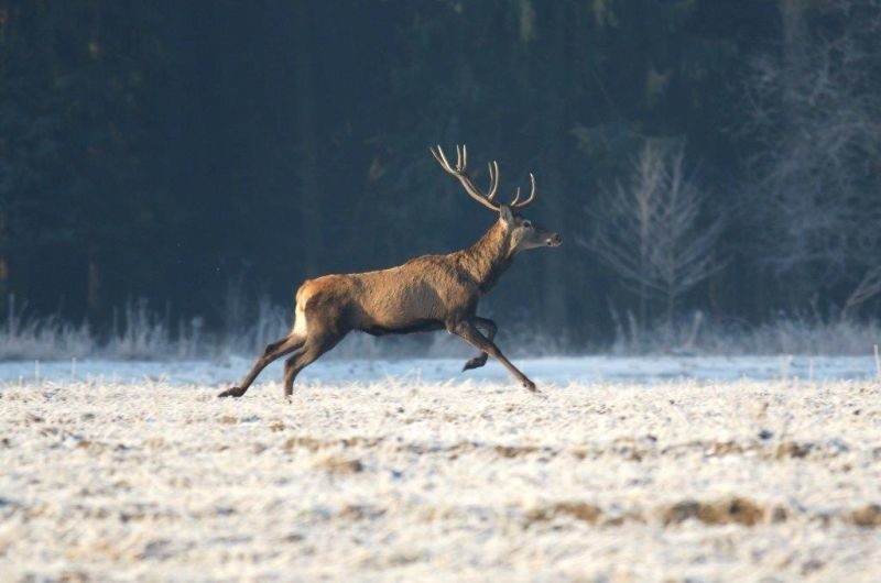 RDLP. Leśnicy i myśliwi liczą zwierzynę (zdjęcia)