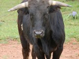 400-kilogramowy byk wpadł do szamba