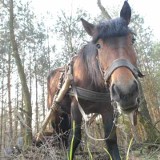 Koń tonął w sadzawce. Dzięki szybkiej akcji strażacy uratowali zwierzę