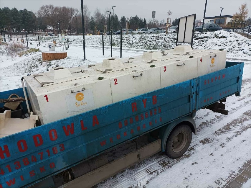 1500 kilogramów ryb trafiło do zalewu Lubianka w Starachowicach
