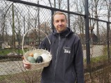 Zoo w Łodzi. Takie jaja na Wielkanoc zniosły ptaki w łódzkim ogrodzie zoologicznym. Zobaczcie zdjęcia i film