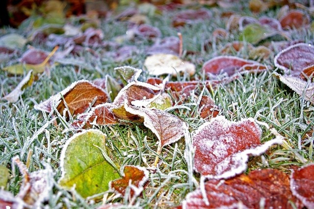 Trawnik późną jesienią i wczesną zimą – jak o niego zadbać | RegioDom