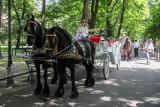 Upały i konie dorożkarskie na Rynku Głównym w Krakowie. Jest zakaz postoju na Rynku Głównym z powodu temperatur. Miasto wydało komunikat