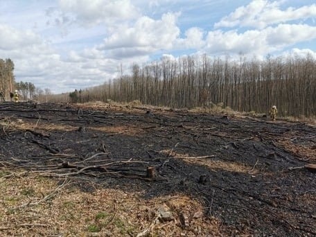 Pożar poszycia leśnego w Kołaczu