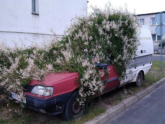 Krzaki pięknie obrastają auto.