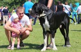 Wystawa psów rasowych w Chojnicach [zdjęcia, wideo]