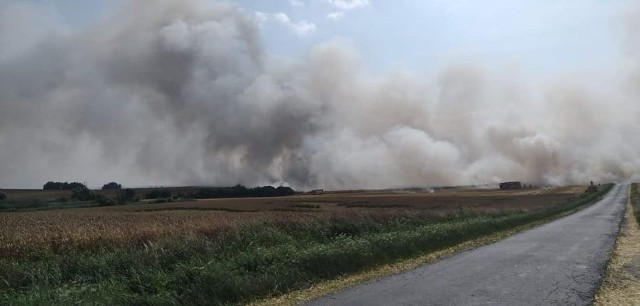 Pożar zboża pod Godkowem niedaleko Chojny