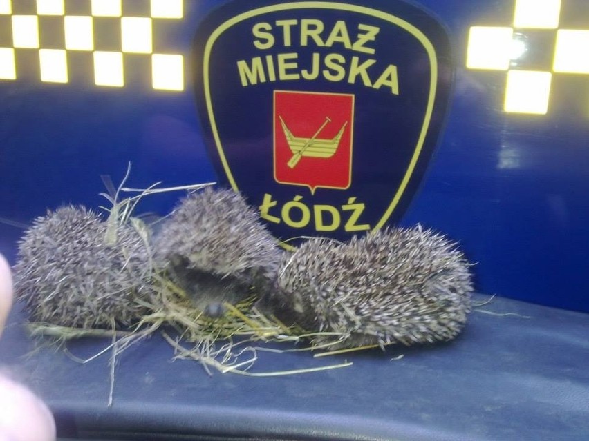 Strażnicy miejscy z Łodzi uratowali trzy małe jeże [ZDJĘCIA]