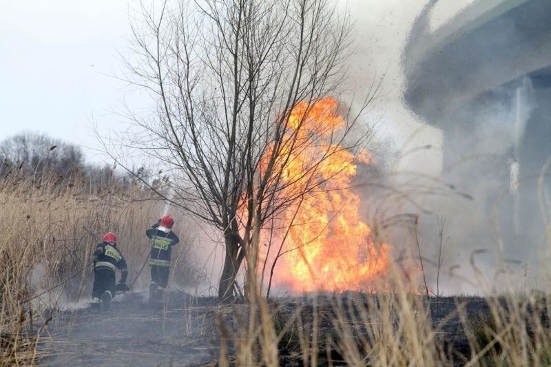 Prawie 700 pożarów traw we Wrocławiu i okolicy. Celowe podpalenia i nieumyślne zaprószenia (ZDJĘCIA)