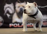 Wystawa psów rasowych american bully w Drzonkowie [WIDEO, ZDJĘCIA]