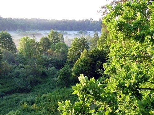 Puszcza Białowieska. Ekolodzy chcą, aby o jej losach decydował rząd.