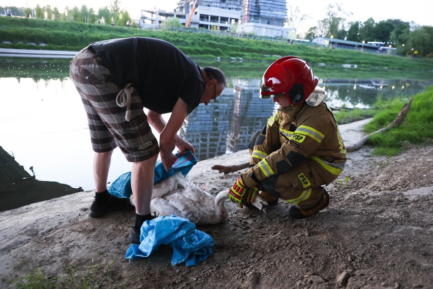 Akcja ratowania przez strażaków rannego łabędzia na rzece Wisłok w Rzeszowie [ZDJĘCIA]