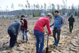 Bytów. Niech zaszumi las. Akcja sadzenia drzew na terenach, gdzie przeszła nawałnica