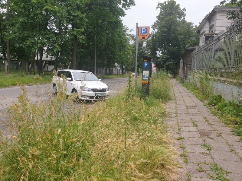 – Zakaz koszenia miejskiej zieleni został na razie...