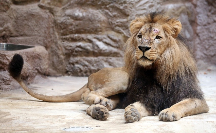 Lwy z gdańskiego zoo żyją w separacji, ale rozwodu nie będzie? 