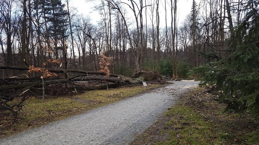 Park Habsburgów w Żywcu został zniszczony przez wiatr....