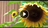 Najwyższy słonecznik na świecie rośnie w Dąbrowie Górniczej? Ma już 5 metrów! [WIDEO]