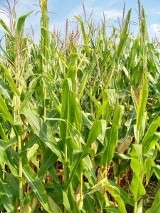 Genetyka. - Komisja Europejska chce dopuścić GMO do upraw w Europie - alarmuje Greenpeace