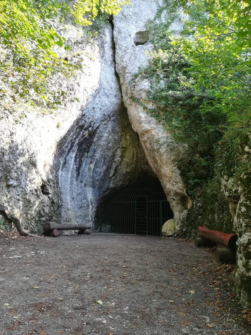 Jaskinia Nietoperzowa w Jerzmanowicach. W tym roku naliczono...