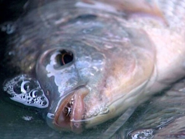 Ryby morskie zawierają np. metale ciężkie i rtęć - przyznała przed kamerami "Dzień Dobry TVN" dietetyk Joanna Mendecka.