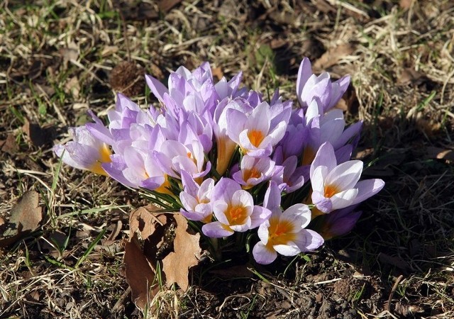 W sobotę, 8 marca, rozpocznie się w Szczecinie nowa tradycja - Święto Krokusa.