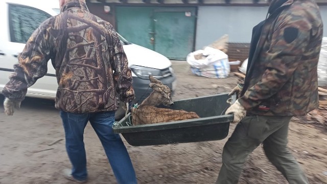 Samca sarny uratowali gdańscy strażnicy miejscy z pomocą łowczych