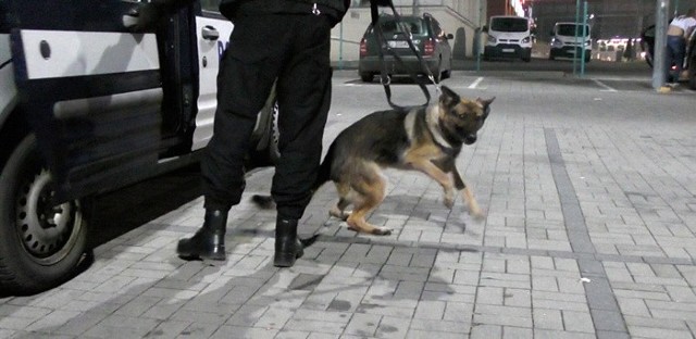 W nocy z piątku na sobotę policjanci z psem kontrowali samochody przy dyskotekach w Zielonej Górze.