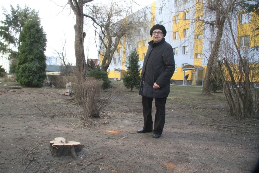 Wycięli drzewa na ulicy Dalekiej w Kielcach. Komu przeszkadzały?