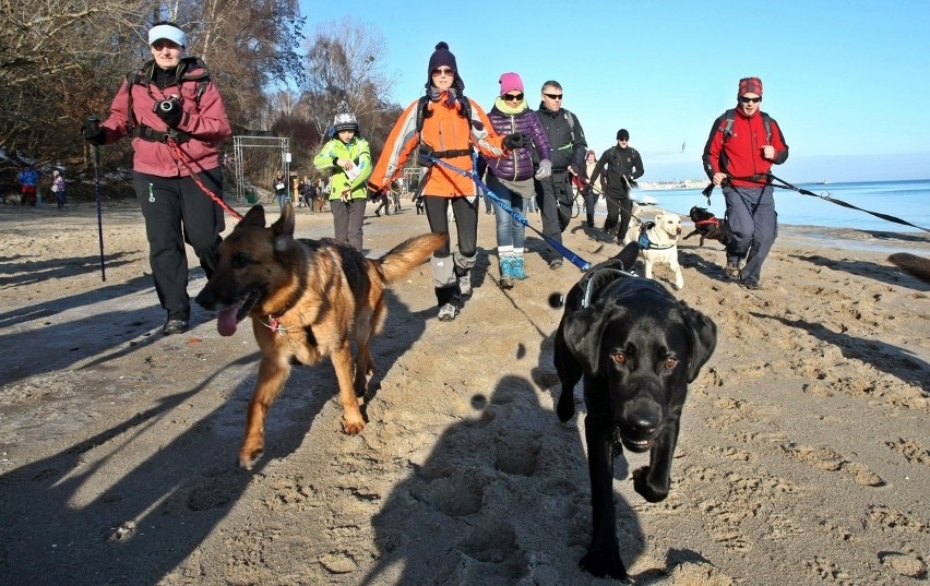 Pomorski Puchar Dogtrekkingu w Gdyni. Psy i ich właściciele maszerowali Polanką Redłowską [ZDJĘCIA]