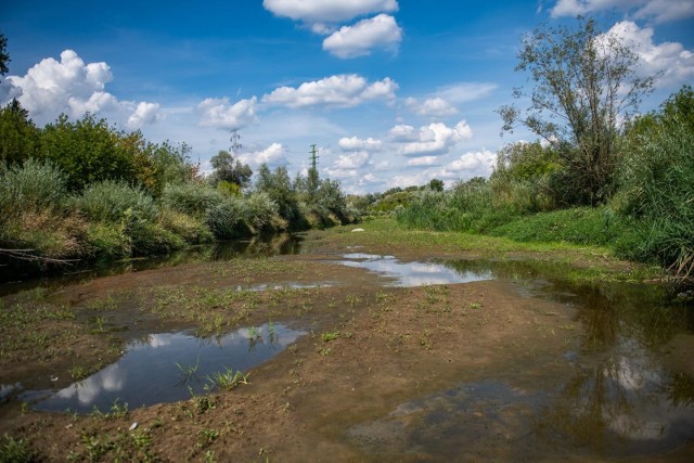 Niski poziom wody w rzekach, mniejsza wydajność studni głębinowych, braki wody w kranach - to niektóre problemy związane z suszą hydrologiczną w Polsce (zdjęcie ilustracyjne)