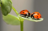 Mszyca, biedronka i mrówka – jak natura zorganizowała im współpracę