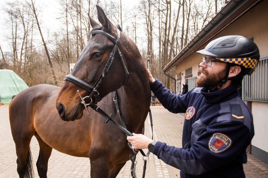 Astur AA - nowy koń będzie służył w Straży Miejskiej...