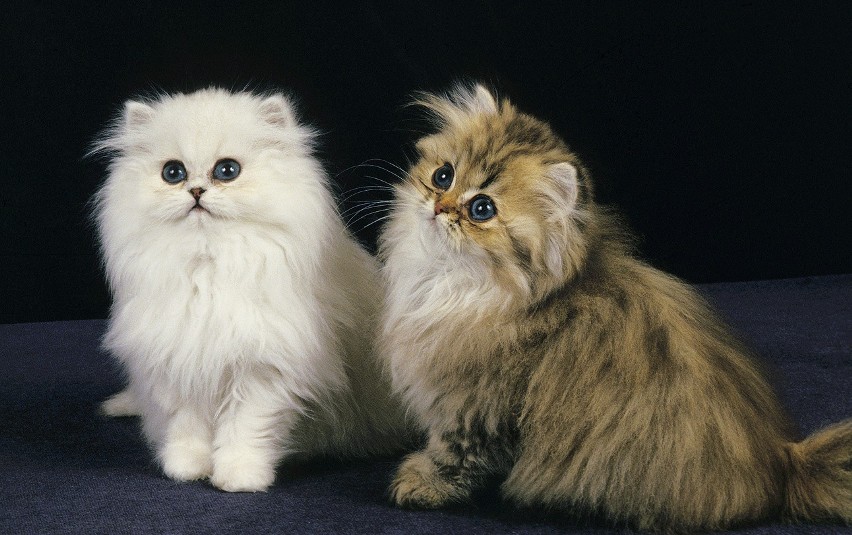 Koty perskie ciągle są bardzo popularne. Mają "zamyśloną...
