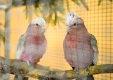 Wystawa kanarków, papug i ptaków egzotycznych w Przemyślu [ZDJĘCIA]