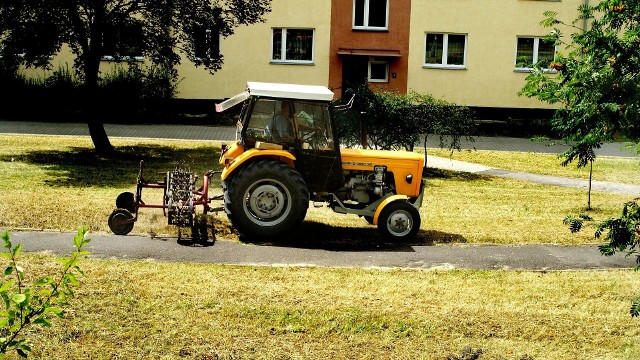 W Dąbrowie Górniczej nie wszystkie trawniki będą koszone Zobacz kolejne zdjęcia/plansze. Przesuwaj zdjęcia w prawo - naciśnij strzałkę lub przycisk NASTĘPNE