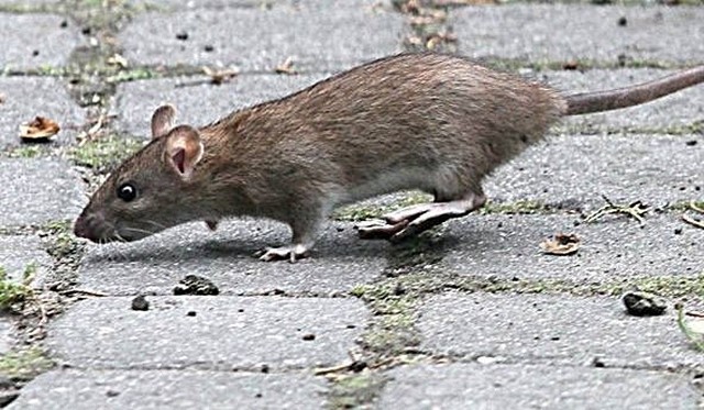Szczury biegają w Częstochowie. Czytelniczka z Częstochowy ma dowód na filmie.