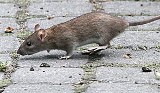 Szczury biegają w centrum Częstochowy. Internauci nagrali FILM w alei NMP. Miasto: "kilka zgłoszeń nasilonej obecności"