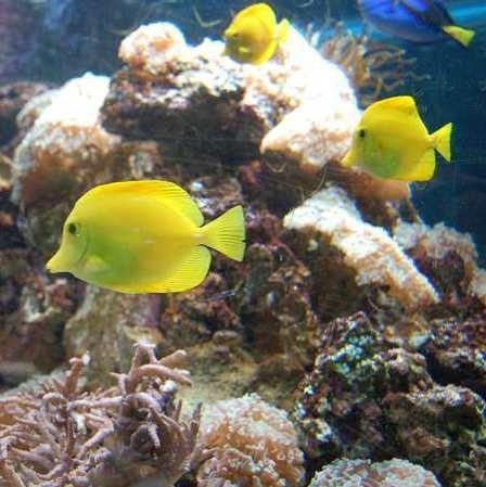 Blue Reef Aquarium w North Shields