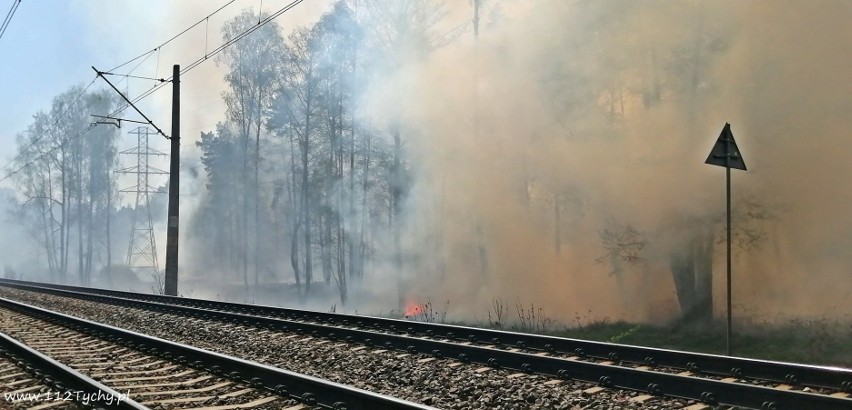 Pożar lasu na pograniczu Żwakowa i Gostyni