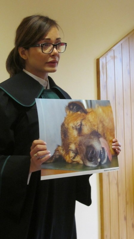 Rozpoczął się proces w sprawie skatowanego psa. Oprawcy grozi do 3 lat więzienia (ZDJĘCIA)