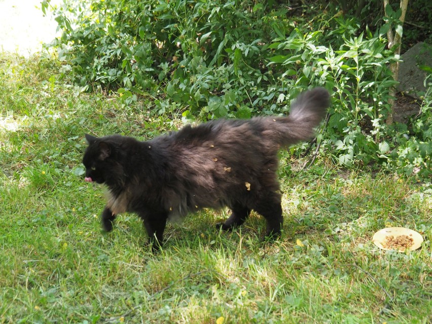 Szogun, ostatni domowy kot pani Krysi.