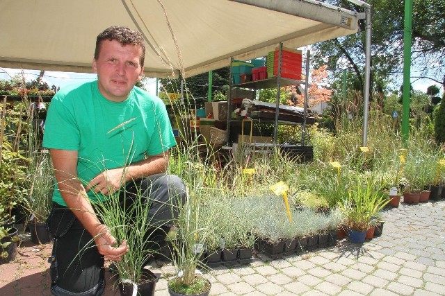 - Trawa pampasowa i trzcinnik świetnie ozdobią oczka wodne i altany - mówi Sławomir Gómuła z ACM Agrocentrum.