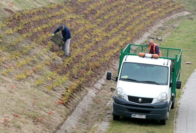 Strome skarpy wzdłuż ulicy Jana Pawła II będą ozdabiać posadzone przed kilkoma dniami krzewy róż.