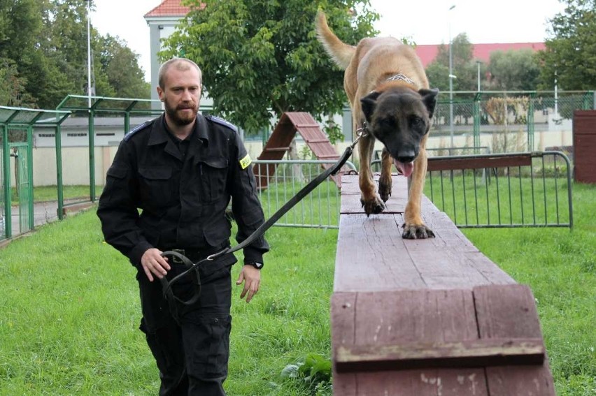 Szczecińscy policjanci ćwiczą z psami [zdjęcia]