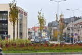 Na rondzie w Kielcach wymieniają drzewa 