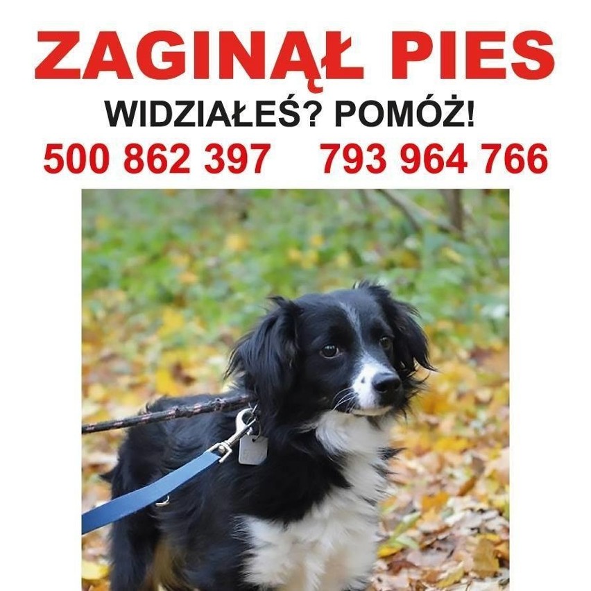 Guzik, czyli pies, którego szukał cały Toruń, odnalazł się! 