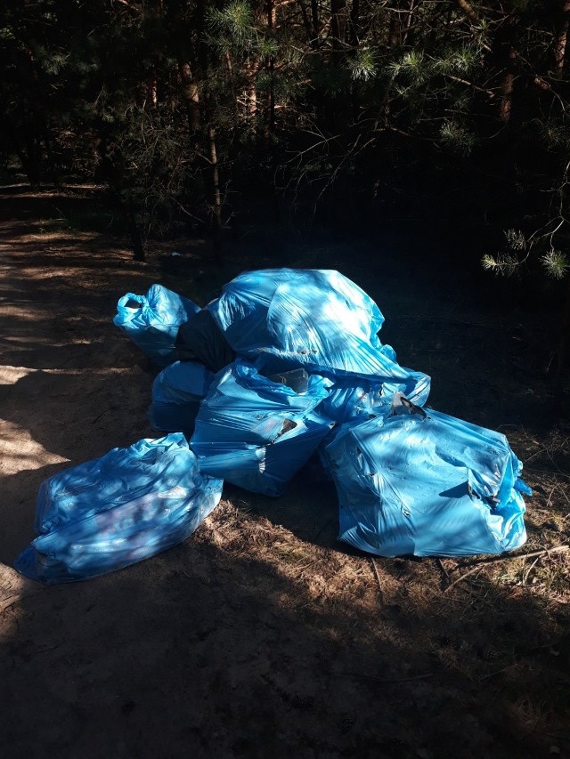 Stertę odpadów w dużych foliowych workach znaleziono w lesie, w okolicy grudziądzkiego szpitala.